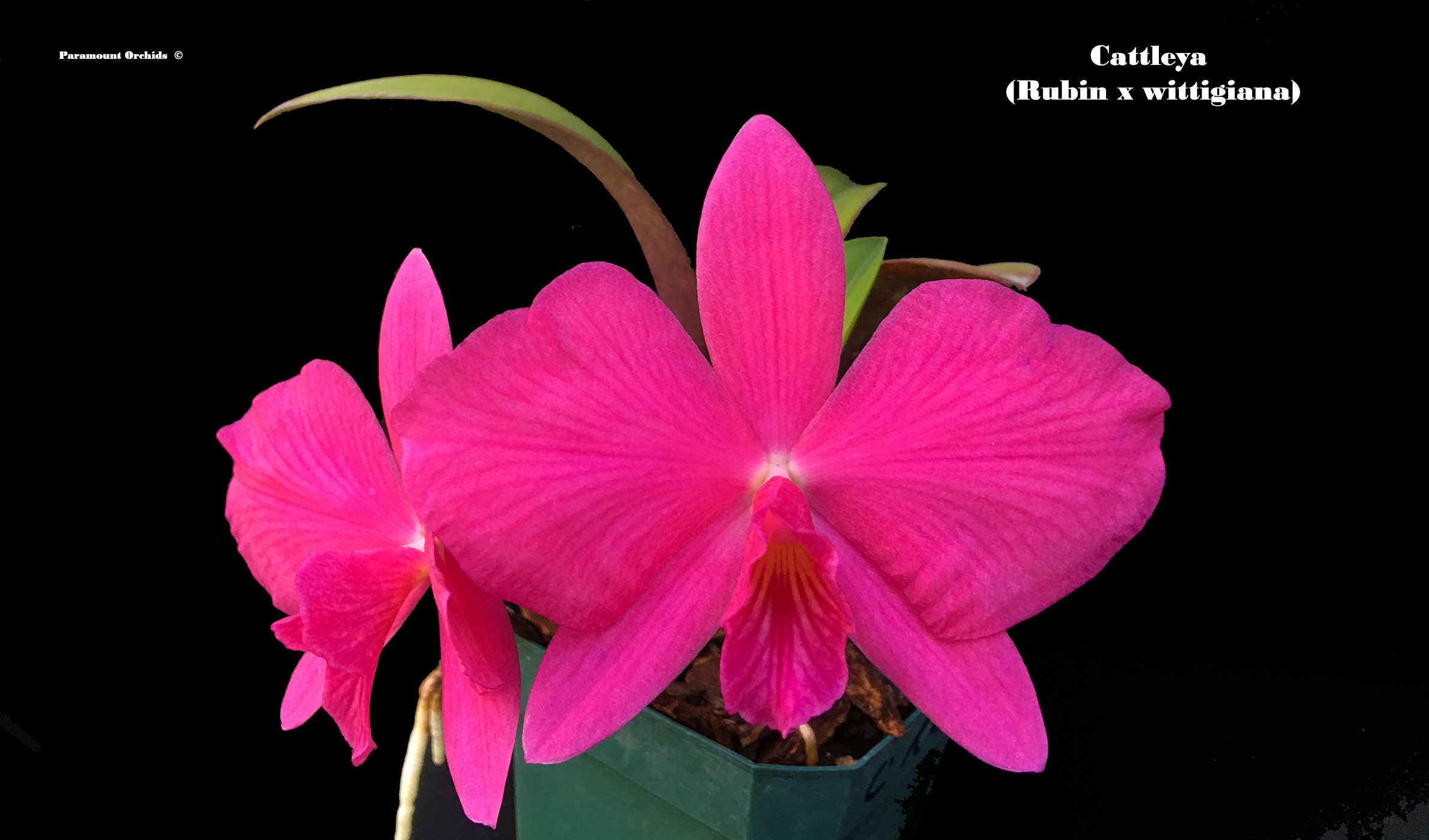 Cattleya Family